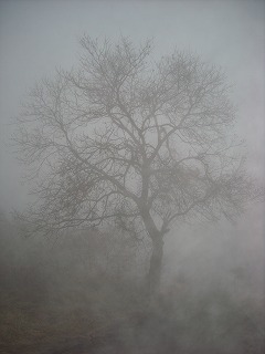 霧の中の大樹