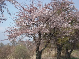 牧草地の桜