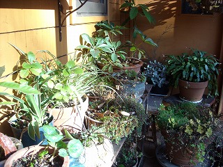 家の中の植物