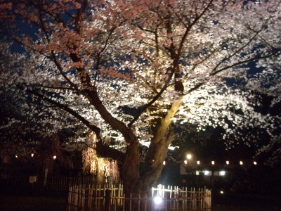 懐古園の桜
